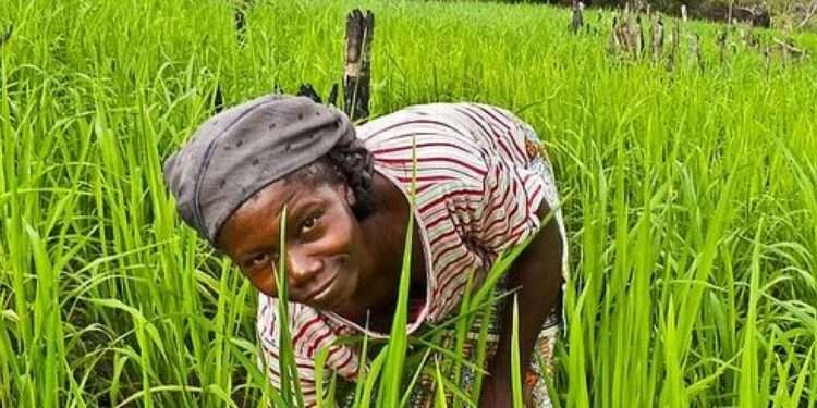 Revitalizing Ghana's Agricultural Sector: A Call for Strategic Investment 1 18 12 2013 Agriculture1