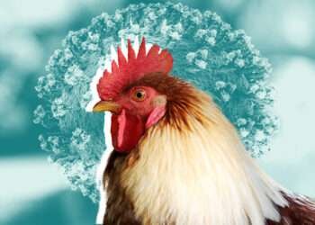 UK: Human case of avian flu detected