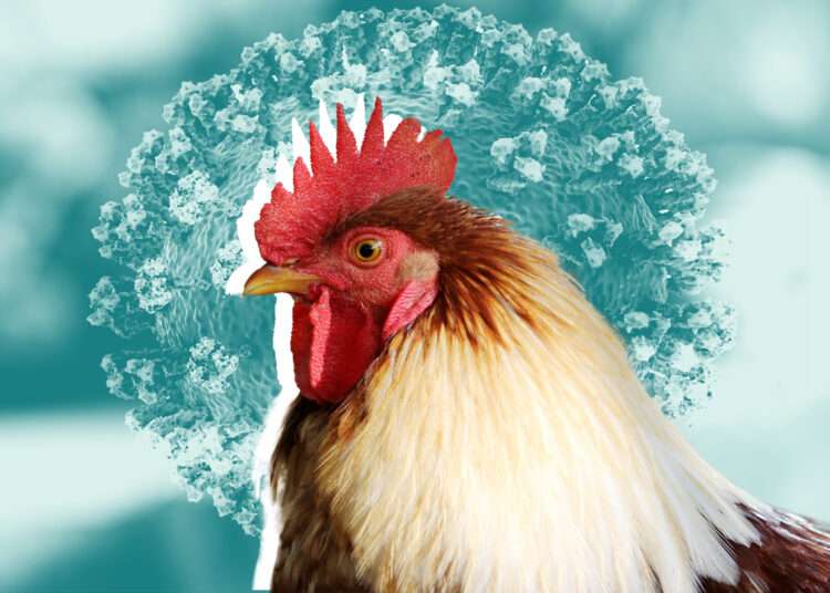 UK: Human case of avian flu detected