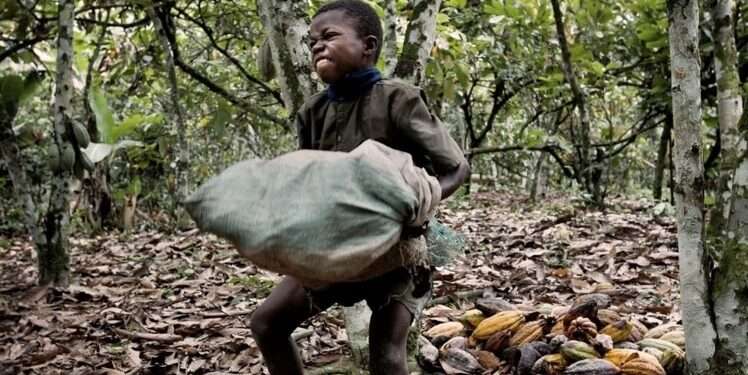 Cocoa Farmers Threaten to Sue Al Jazeera, Denies Using Child Labour