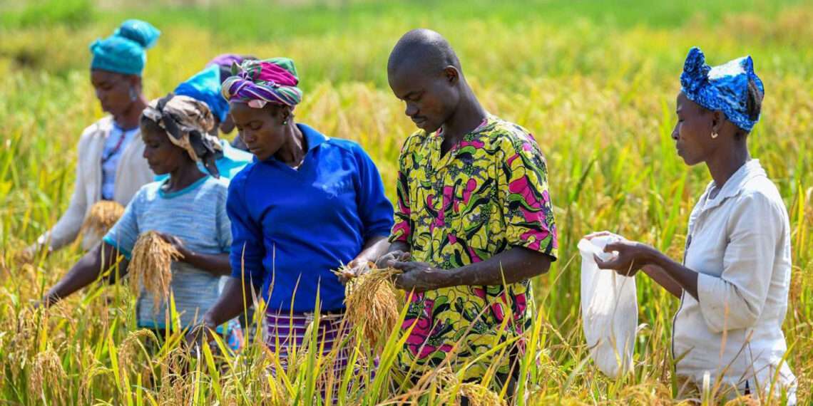 CSIR Introduces Modern Methods of Rice Cultivation to Farmers
