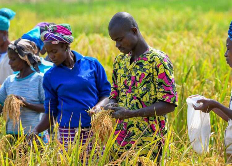 CSIR Introduces Modern Methods of Rice Cultivation to Farmers