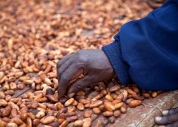 A farmer drying Cocoa Beans
