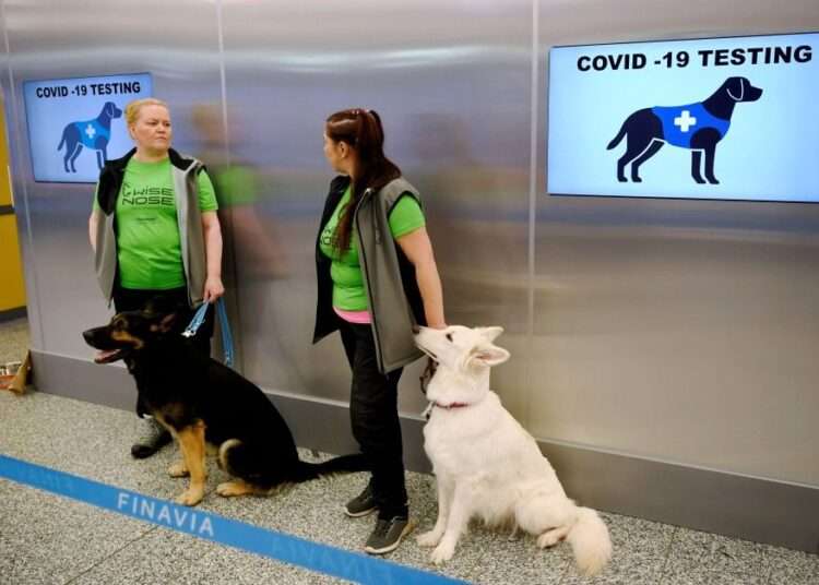 US Train Dogs to Sniff Out People Infected With Covid-19 in Schools 1 US Train Dogs to Sniff Out People Infected With Covid-19 in Schools