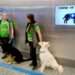 US Train Dogs to Sniff Out People Infected With Covid-19 in Schools 12 US Train Dogs to Sniff Out People Infected With Covid-19 in Schools