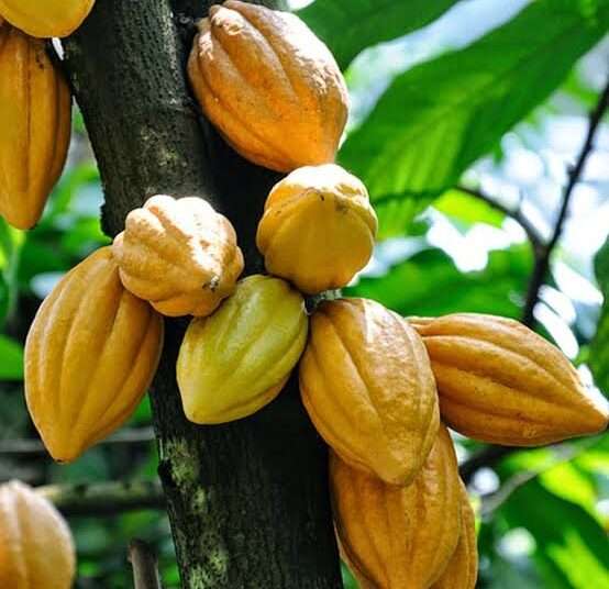 <strong>Côte d’Ivoire Domestic Cocoa Exporters Likely to Default Due To Bean Shortage</strong> 1 More Weakness in PBC Stocks Leaves GSE indexes lower