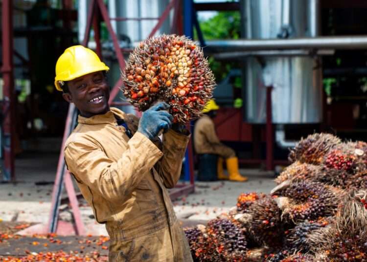 Oil Palm Development Association Urges Gov’t to Reverse Benchmark Value Policy 1 The Oil Palm Development Association of Ghana (OPDAG), has called on government to immediately reconsider its decision on the indefinite suspension of the implementation of the review of the 50% benchmark policy reduction.
