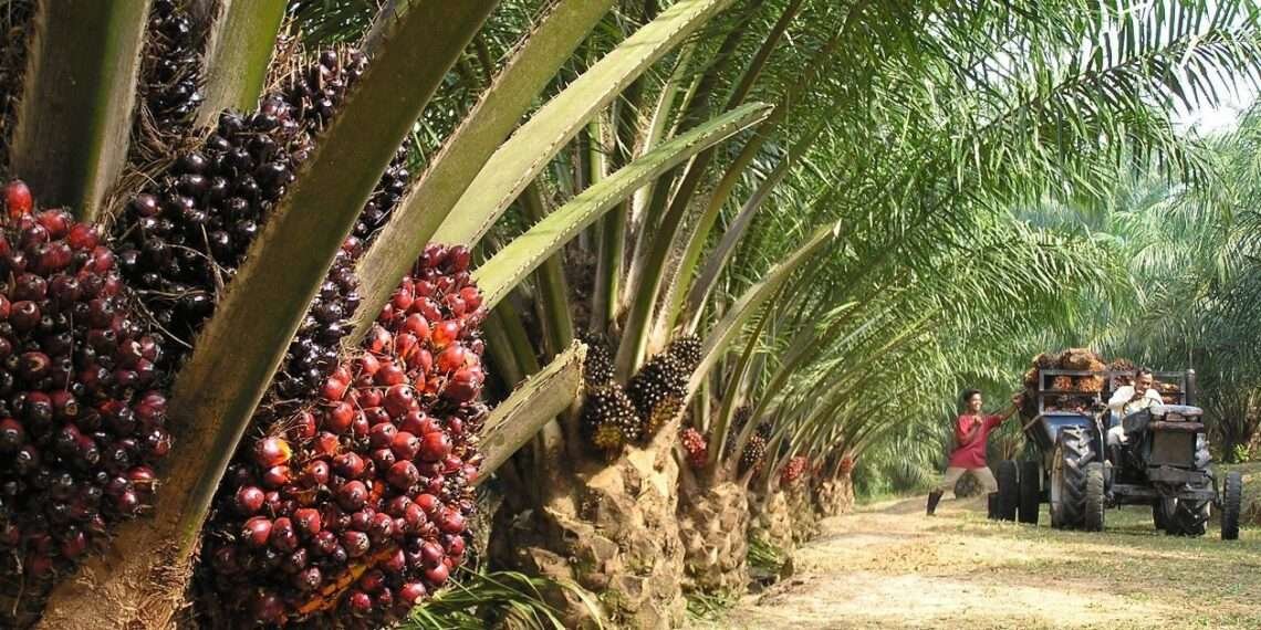 Ghana: Closing the Gender Gaps in Informal Oil Palm Industry to Benefit Women Workers- CGIAR 1 Oil Palm Plantation