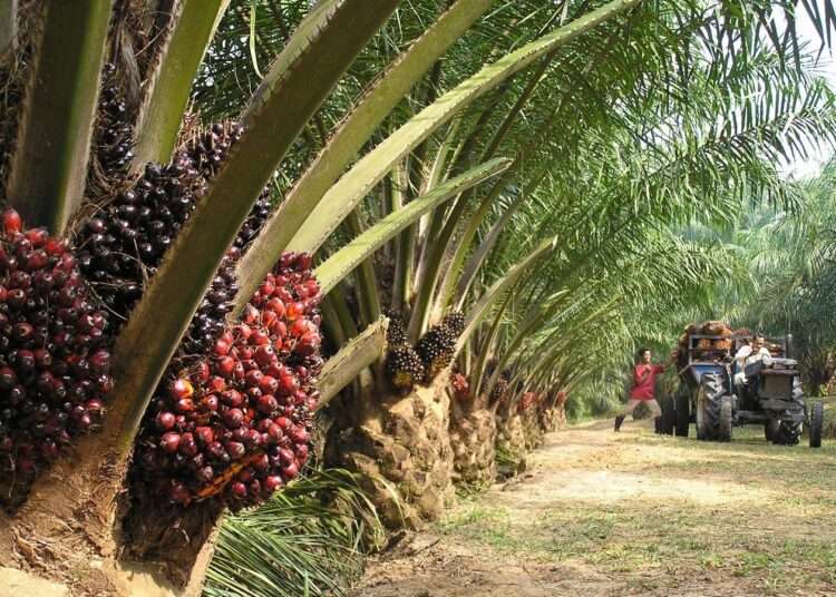 Oil Palm Plantation