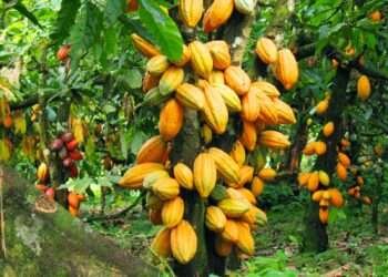 Chief to Destroy Over 250,000 Acres of Cocoa Farm in Western Region 2 Chief to Destroy Over 250,000 Acres of Cocoa Farm in Western Region