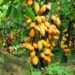 Chief to Destroy Over 250,000 Acres of Cocoa Farm in Western Region