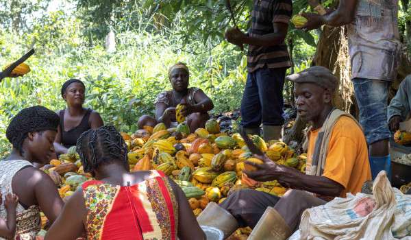 Chief to Destroy Over 250,000 Acres of Cocoa Farm in Western Region 2 Cocoa360 cocoa farmers agri