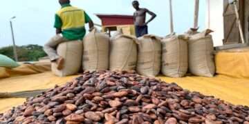Cocoa Output Plummets By 40% in Ghana, Fueling Record-High Prices
