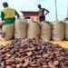 Cocoa Output Plummets By 40% in Ghana, Fueling Record-High Prices