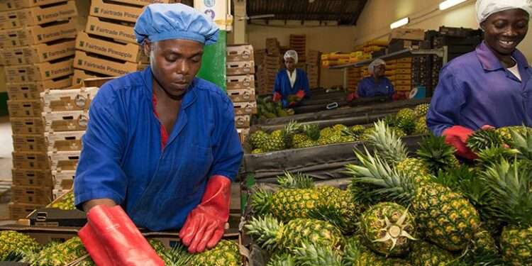 GIRSAL Has Guaranteed Loans Worth GHC392 Million To Eighty Agribusinesses 1 Chief Operating Officer of Ghana Incentive Risk-sharing System for Agriculture Lending (GIRSAL), Takyi Sraha, has revealed that his outfit has guaranteed loans of up to GHC390 million to some eighty agribusinesses in the country in the last two years.
