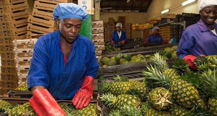 GIRSAL Has Guaranteed Loans Worth GHC392 Million To Eighty Agribusinesses 1 Chief Operating Officer of Ghana Incentive Risk-sharing System for Agriculture Lending (GIRSAL), Takyi Sraha, has revealed that his outfit has guaranteed loans of up to GHC390 million to some eighty agribusinesses in the country in the last two years.