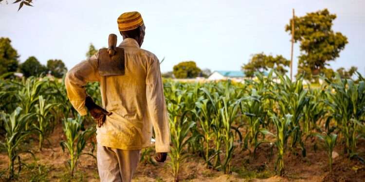 Ghanaian Farmers Adopt Coping Strategies As Fertilizer Prices Soar 1 0f37e7655fa9dcd9acf237ce4cf231678f 05 ghana farmer.rsocial.w1200