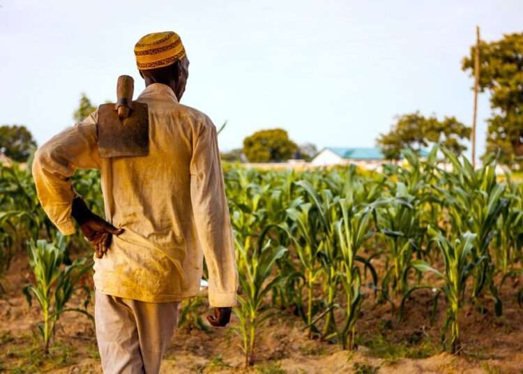 Ghanaian Farmers Adopt Coping Strategies As Fertilizer Prices Soar 1 0f37e7655fa9dcd9acf237ce4cf231678f 05 ghana farmer.rsocial.w1200