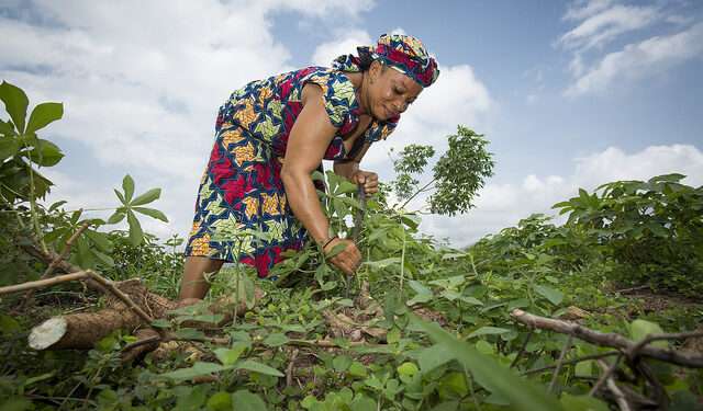 A farmer on the field