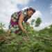 The 'Mouth-Touted' Benefits Of The PFJ Might Be A Mirage- PFAG 11 A farmer on the field
