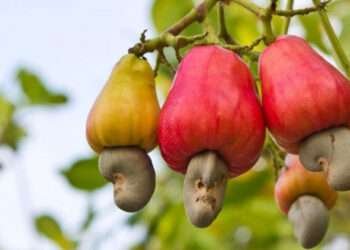 Cashew nut on tree