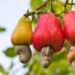 Intensify Market Penetration of Cashew to These Countries- GEPA to Gov’t 11 Cashew nut on tree