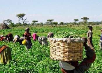 Peasant Farmers to Stop Grain & Cereal Production If Gov’t Proceeds with Slash on Subsidy 2 E BG BUXMAAfbZZ 1