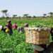 Peasant Farmers to Stop Grain & Cereal Production If Gov’t Proceeds with Slash on Subsidy 12 E BG BUXMAAfbZZ 1