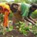 Peasant Farmers Association Hints of Imminent Food Shortage