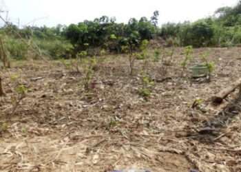 Planting Season is Now, But Rainfall and Inputs Delay Progress- Ghanaian Farmers 2 Land clearing for subsistence farming behind the Faculty of Environmental sciences