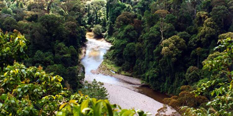 Forest Clearance Deepens Tropical Carbon Loss, Study Reveals 1 Tropical Rain forest