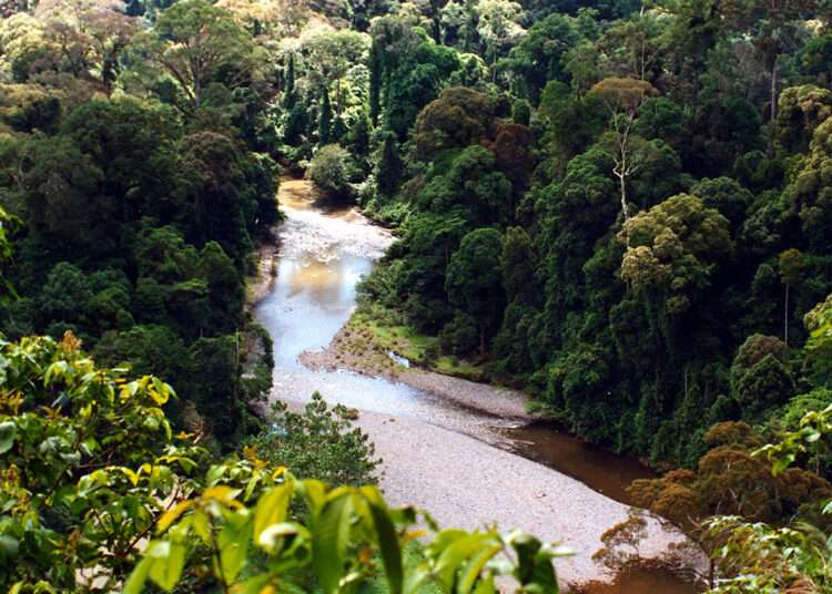 Forest Clearance Deepens Tropical Carbon Loss, Study Reveals 1 Tropical Rain forest