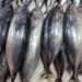 Tuna sector’s contribution To Ghana’s GDP on the Decline