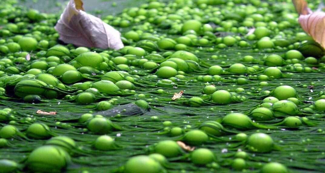 algae