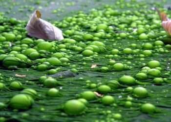 algae