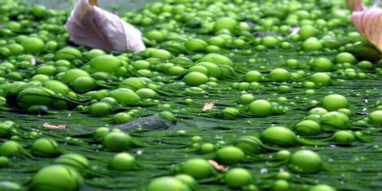 Scientists Develop ‘Healthier and Greener’ Substitute For Palm Oil 1 algae