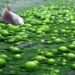 algae