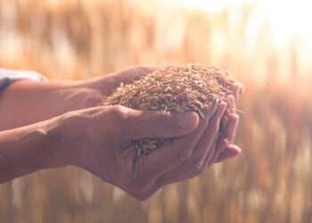 Ghana’s Food Security Is Under Control- Hon. Yaw Frimpong Addo To Ghanaians 2 d9d75f4e5a014a9a9e2aff58553618ee