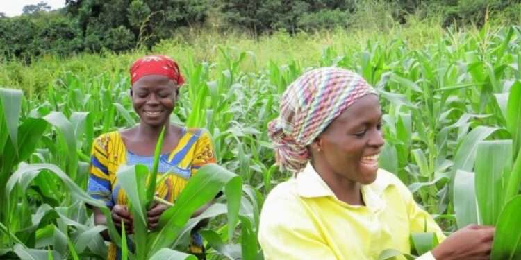 GCX, WFP Train Farmers & Market Actors In Ghana 1 gcx farmers article