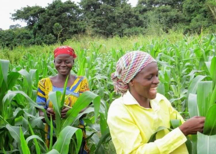 GCX, WFP Train Farmers & Market Actors In Ghana 1 gcx farmers article