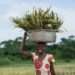 Involve Smallholder Farmers in Decision-Making- PFAG to Gov’t 11 ghana farming header