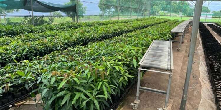 Over 30 Million Seedlings Delivered to Farmers Under TCDA Initiative- MoFA 1 tdca iribov8 1