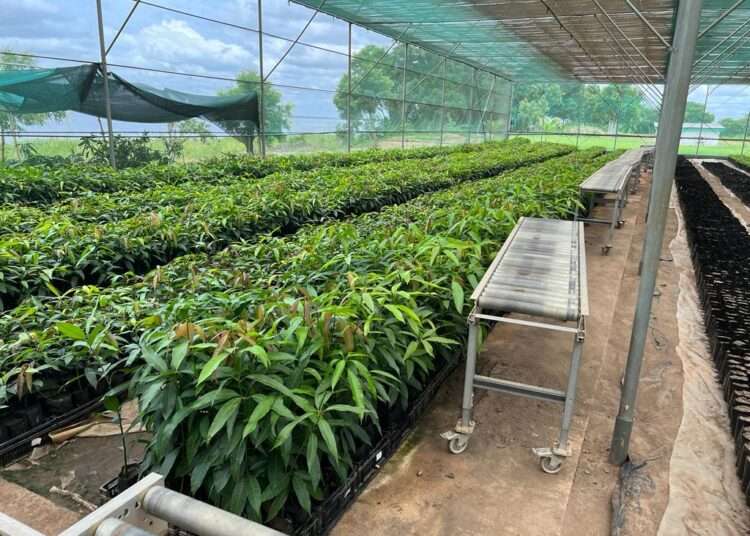 Over 30 Million Seedlings Delivered to Farmers Under TCDA Initiative- MoFA 1 tdca iribov8 1