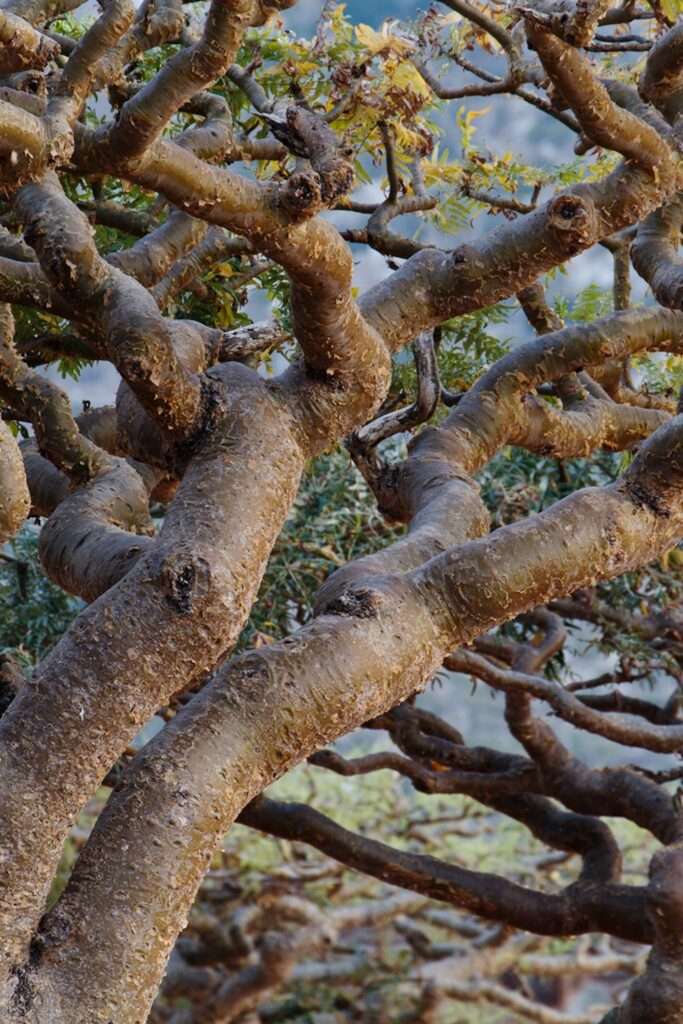 01 frankincense nationalgeographic 1472402 2x3