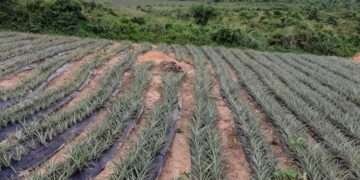 Agric. Sector Endowed with Myriad Benefits- Founder, Green World Flourishers Ltd