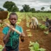 GAWU Champions Petition to End Child Labour in Agric Sector Ahead of WCLC '22 13 Child working on the farm
