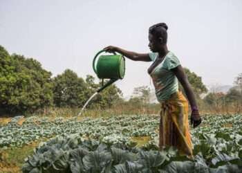 Upwelling Price of Agro-inputs and Commodities to Last Until 2023 3 Smallholder farmers