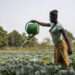 Smallholder farmers