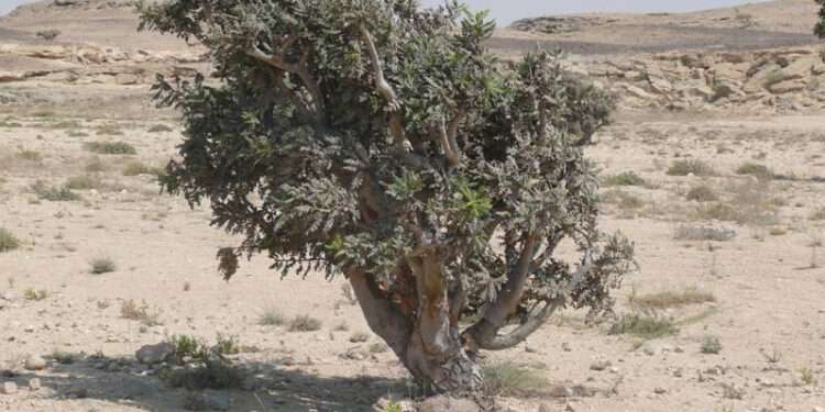 Improve The Livelihoods of Marginalized People Using The ‘Wild Dozen’- FAO 1 frankincense tree