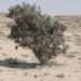 frankincense tree